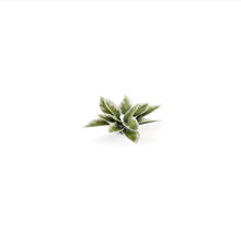 Load image into Gallery viewer, Laser Plants - Plantain Lily