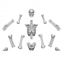 Load image into Gallery viewer, Resin Bits - Human Skeletons 1/48 scale
